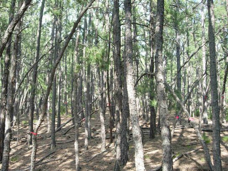 Forest needing thinning