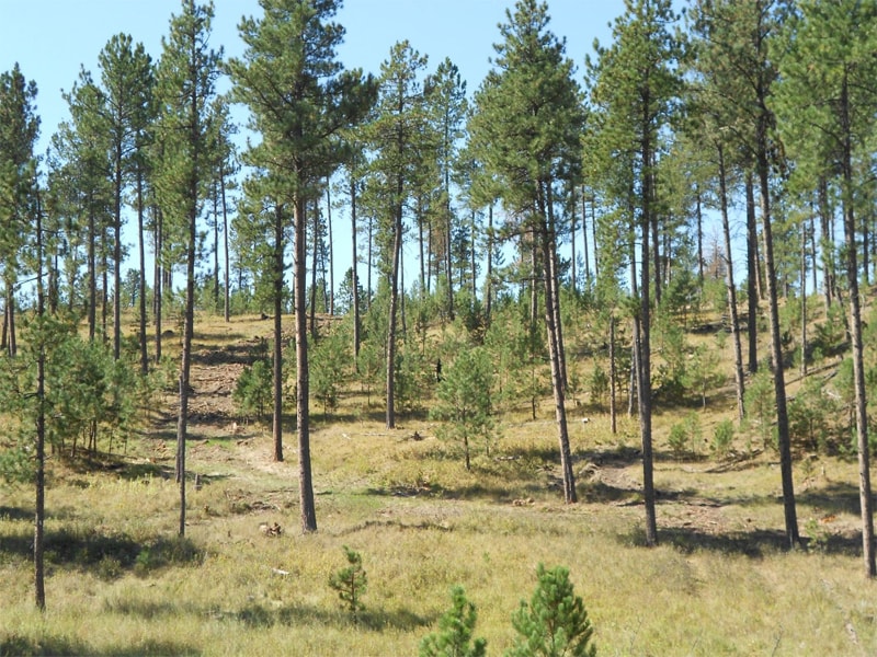 Thinned forest